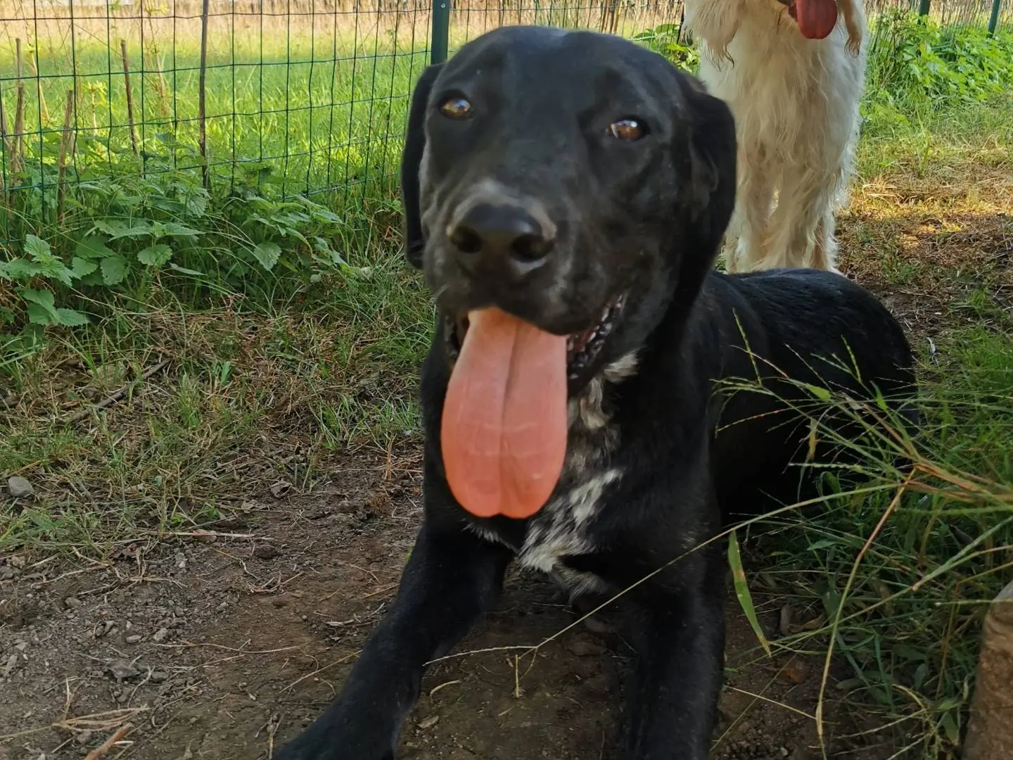 Adozione cane, maschio, meticcio, 3 anni e 2 mesi, taglia media, Como
