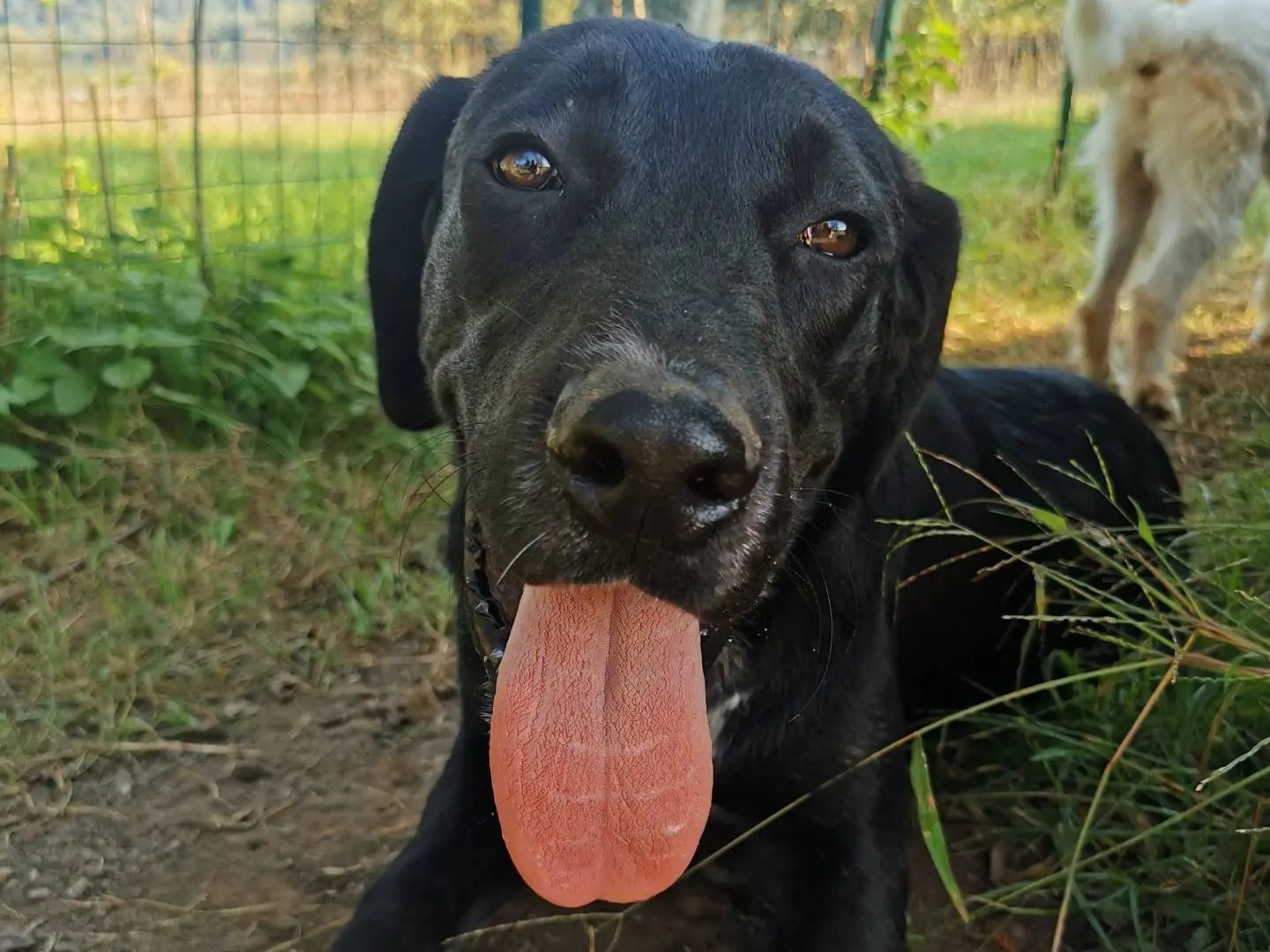 Adotta un cane, maschio, 3 anni e 2 mesi, Como