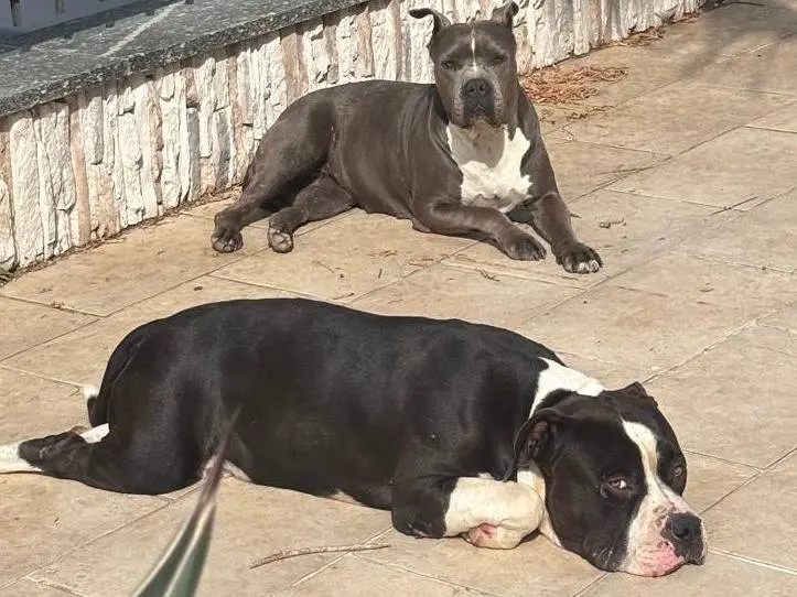 Adotta un cane, taglia grande, femmina, Milano