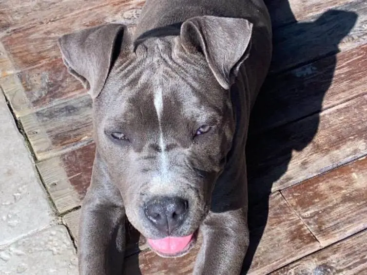 Adotta un cane, femmina, 6 anni e 8 mesi, Milano
