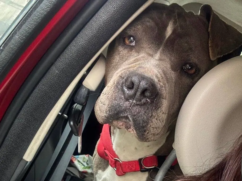 Adozione cane, femmina, Amstaff Razza sconosciuta, 6 anni e 8 mesi, taglia grande, Milano