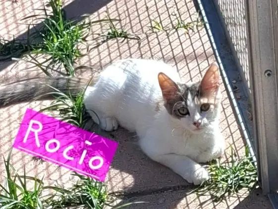 Foto 1 dell'animale