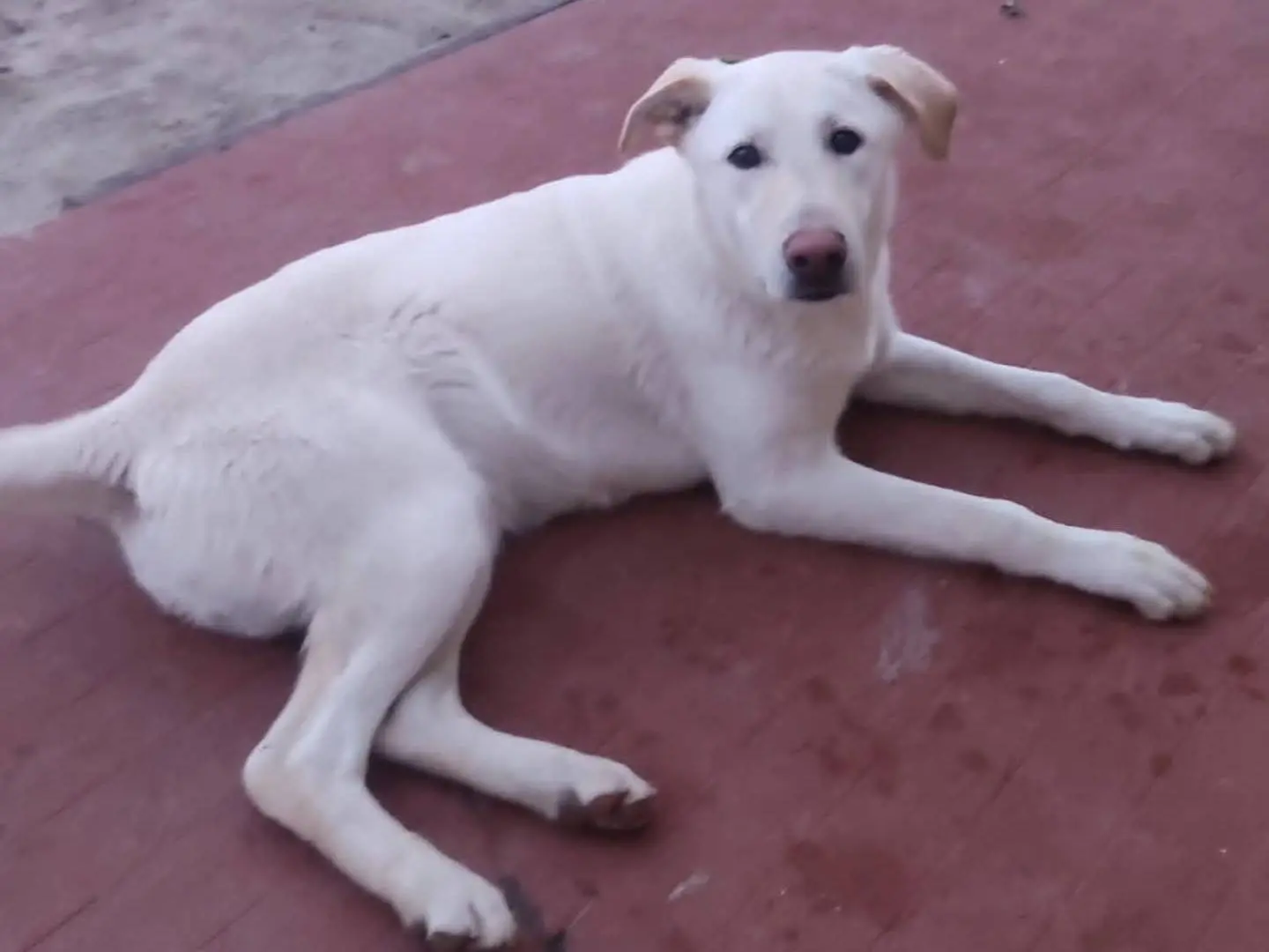 Adotta un cane, maschio, 1 anno e 6 mesi, Torino