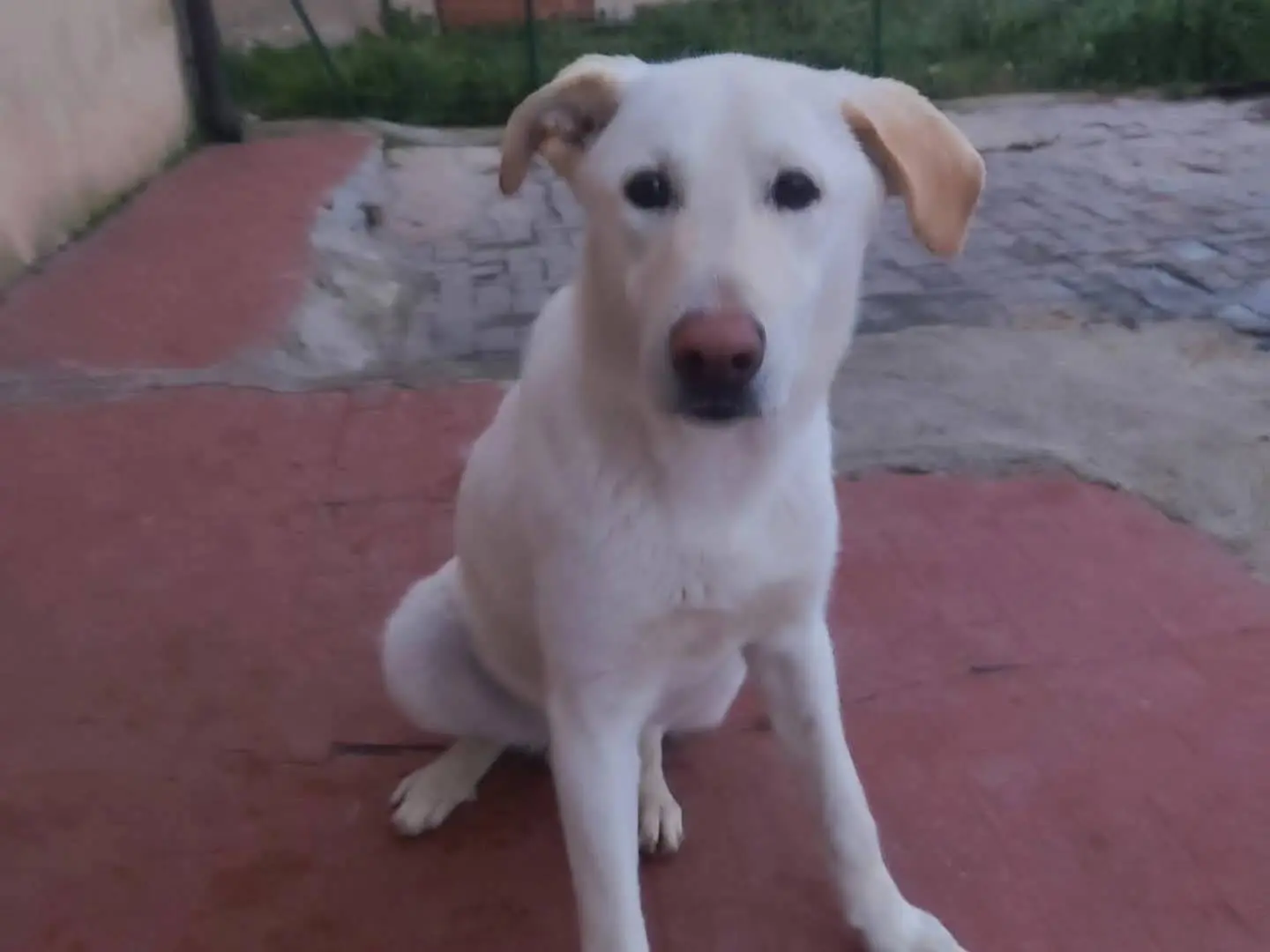 Adozione cane, maschio, Razza sconosciuta Razza sconosciuta, 1 anno e 6 mesi, taglia grande, Torino