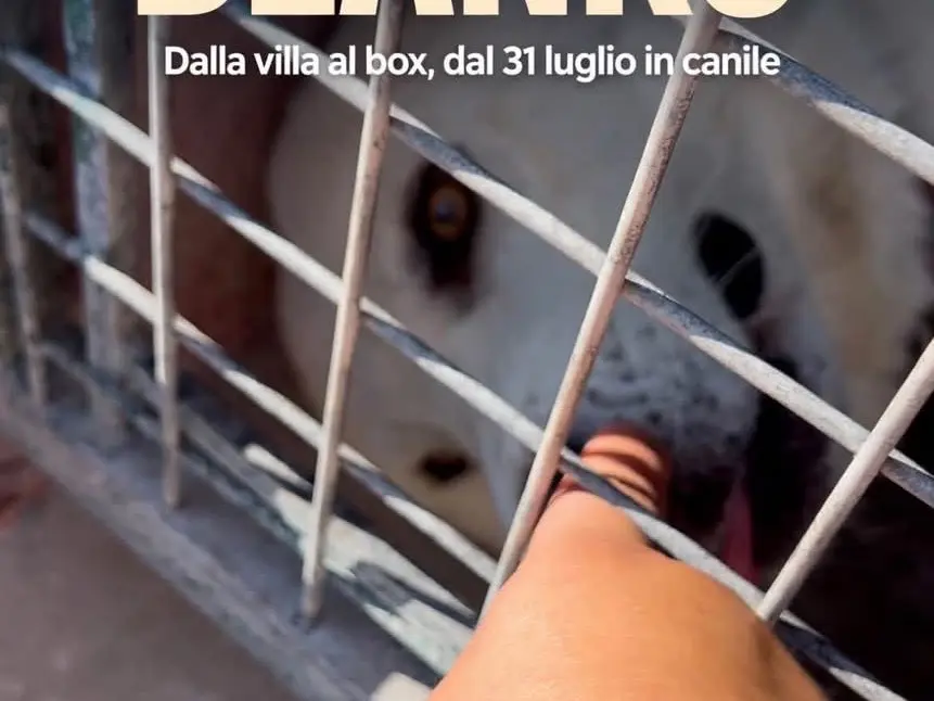 Adotta un cane, maschio, 2 anni e 1 mese, Bari