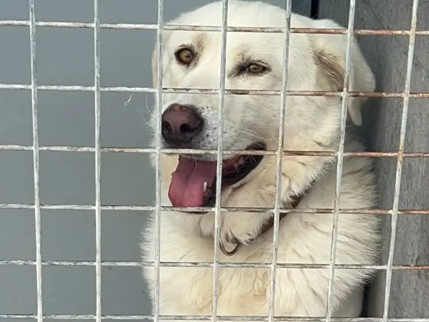 Adozione cane, maschio, Pastore maremmano Razza sconosciuta, 2 anni e 1 mese, taglia grande, Bari