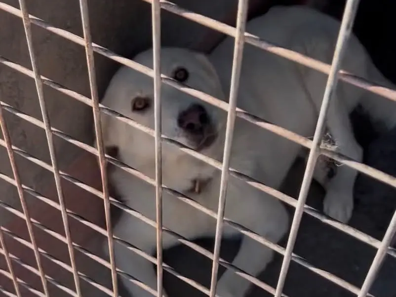 Adotta un cane, taglia grande, maschio, Bari