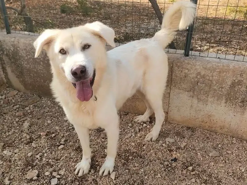 Vuoi adottare un cane a Bari?