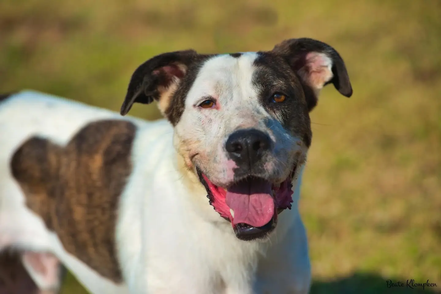 Adotta un cane, maschio, 9 anni e 9 mesi, Roma