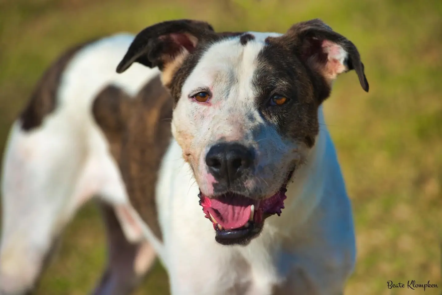Adozione cane, maschio, meticcio, 9 anni e 9 mesi, taglia media, Roma