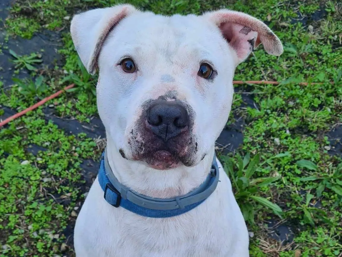 Adotta un cane, maschio, 8 anni e 4 mesi, Firenze