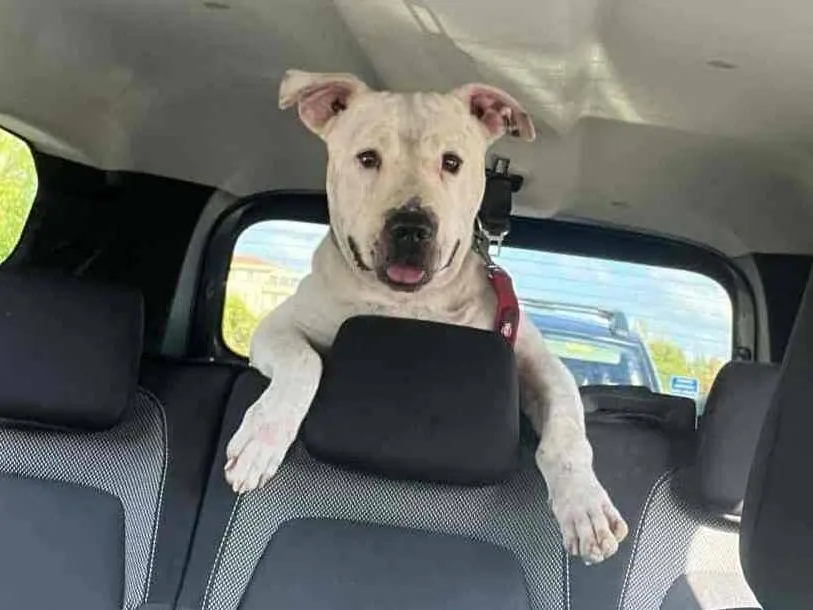 Adotta il cane CIRO a Firenze