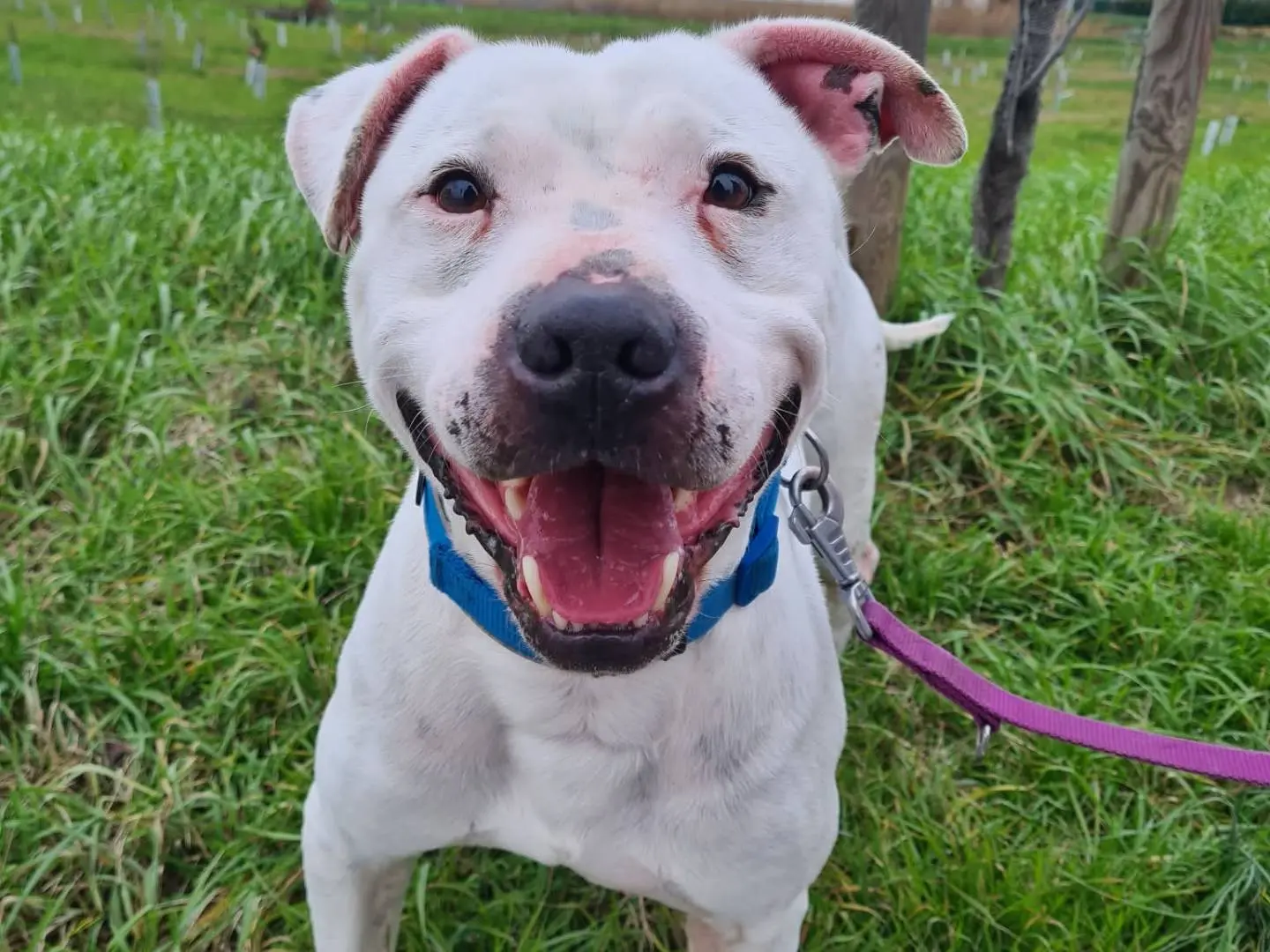 Adozione cane, maschio, Pitbull, 8 anni e 4 mesi, taglia media, Firenze