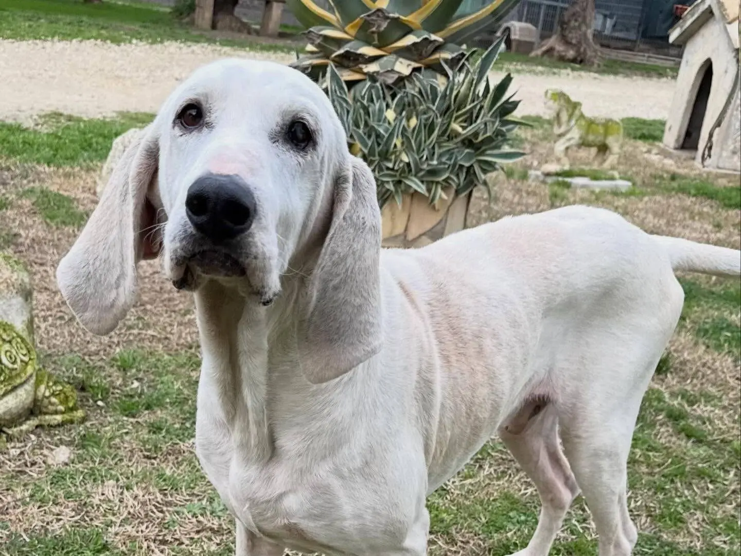 Adotta un cane, maschio, 8 anni e 1 mese, Matera