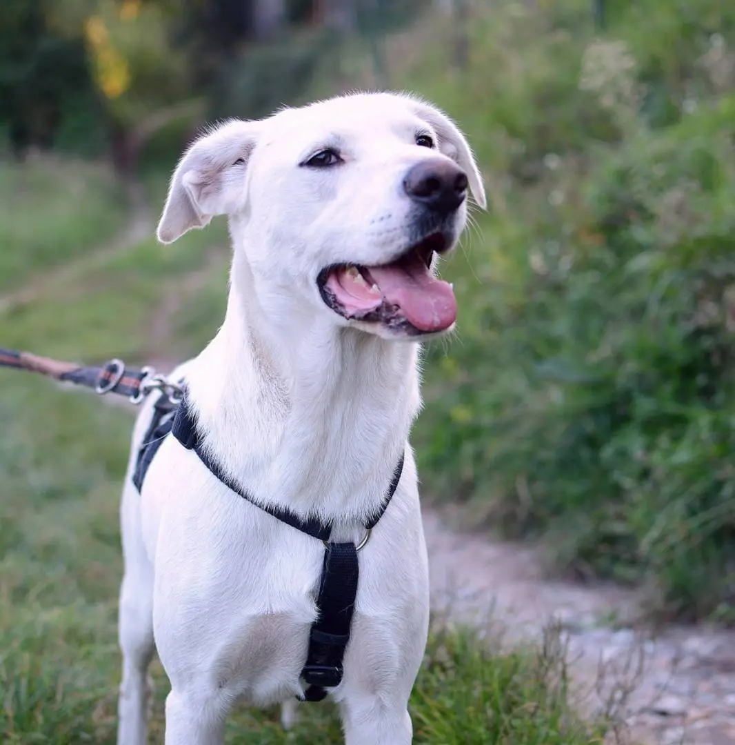 Adotta un cane, taglia media, maschio, Como