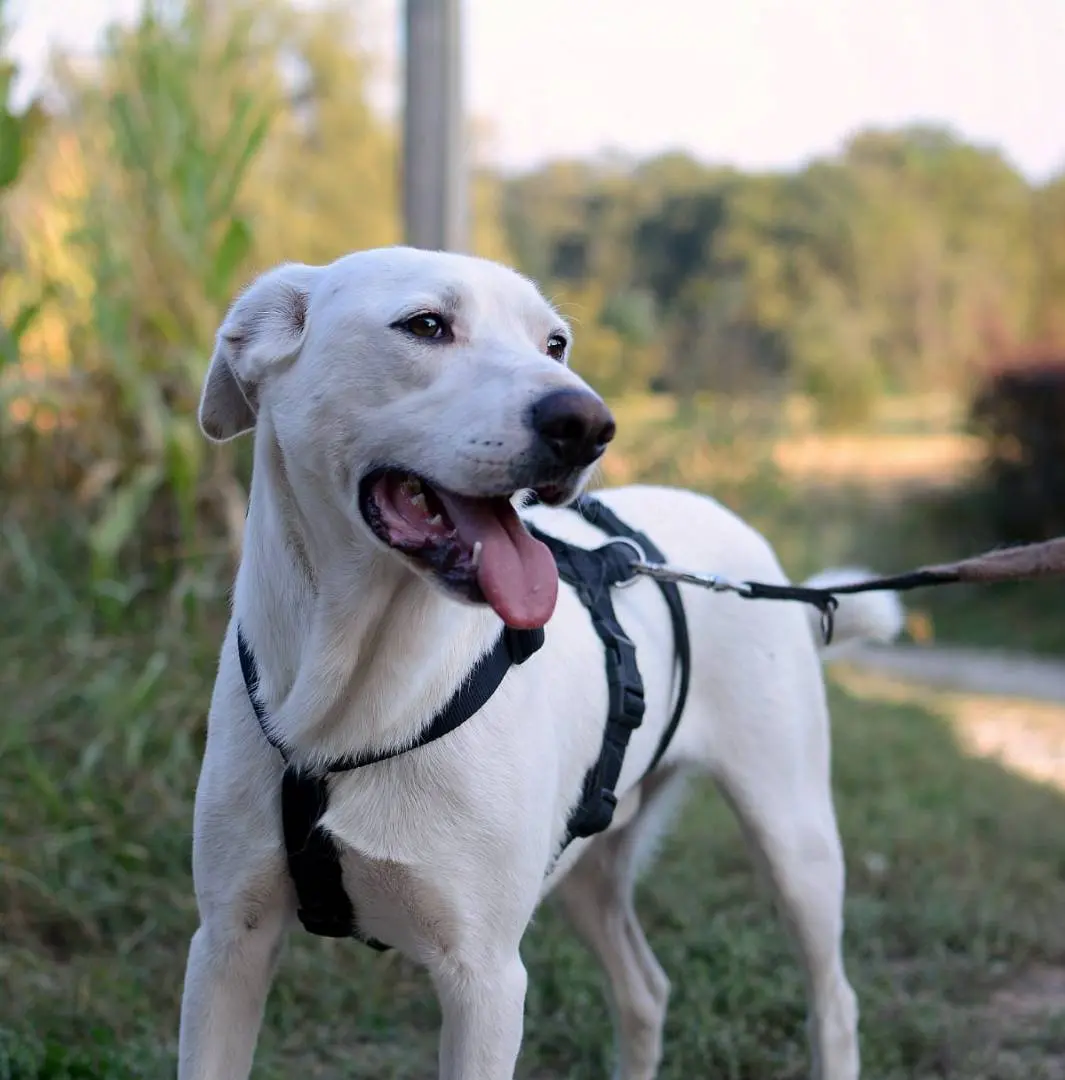 Adotta un cane, maschio, 7 anni e 1 mese, Como