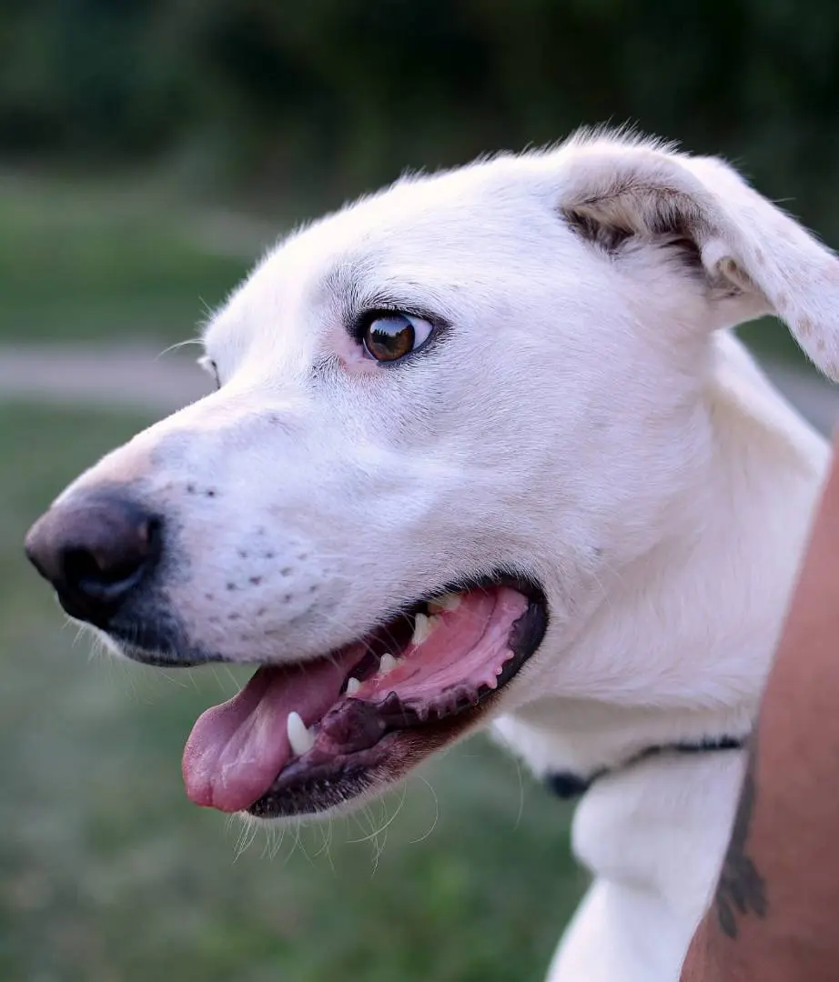 Adozione cane, maschio, meticcio, 7 anni e 1 mese, taglia media, Como
