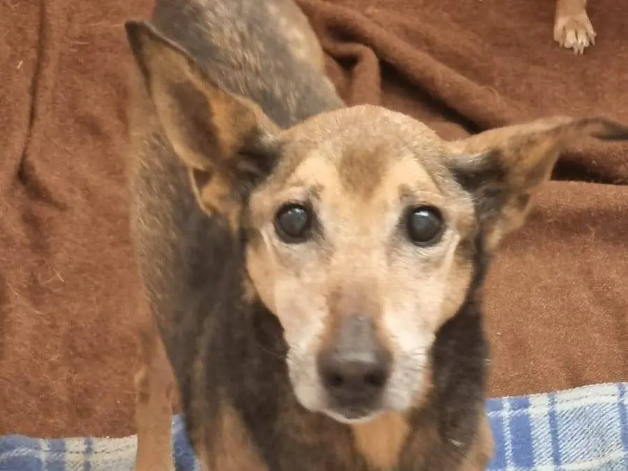Adotta un cane, taglia media contenuta, maschio, Caserta