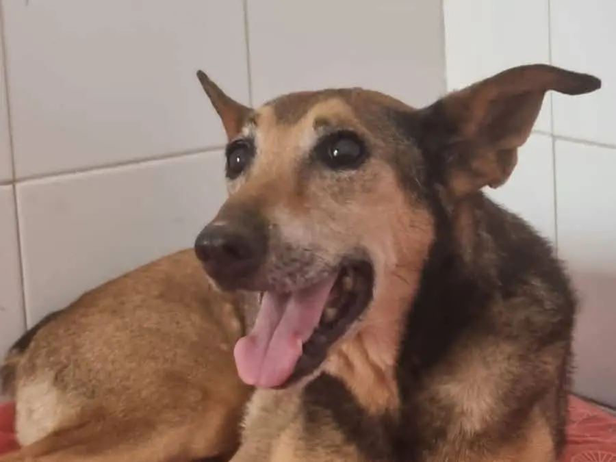Adozione cane, maschio, Razza sconosciuta Razza sconosciuta, 16 anni, taglia media contenuta, Caserta
