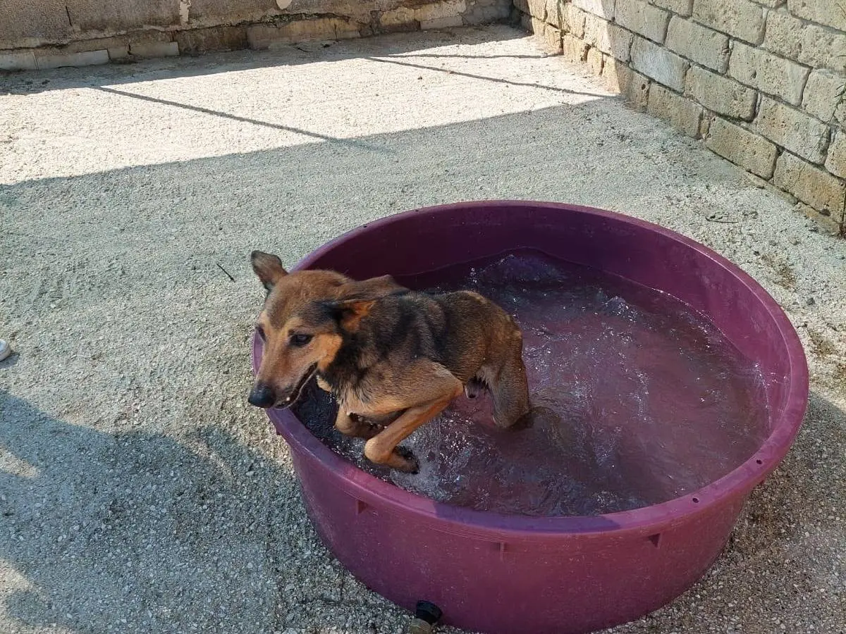 Adotta il cane WILLY a Caserta
