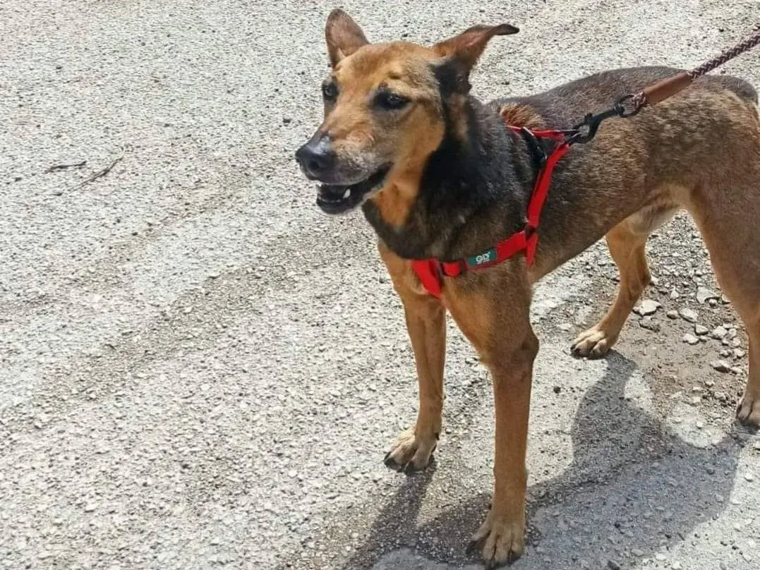 Adotta un cane, maschio, 16 anni, Caserta