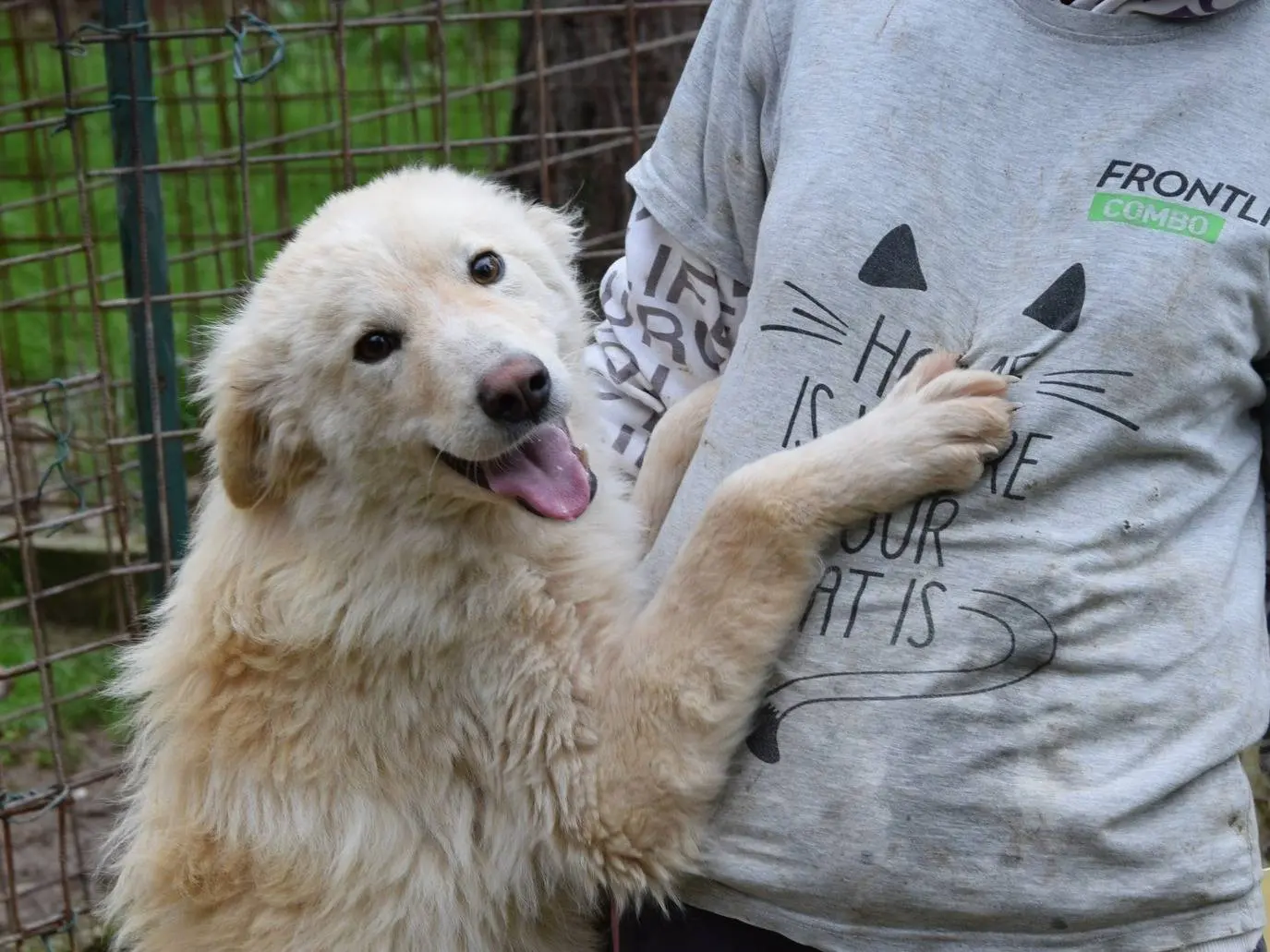 Adozione cane, femmina, Razza sconosciuta Razza sconosciuta, 2 anni e 8 mesi, taglia media, Chieti