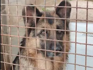 Adotta un cane, taglia grande, maschio, Bari
