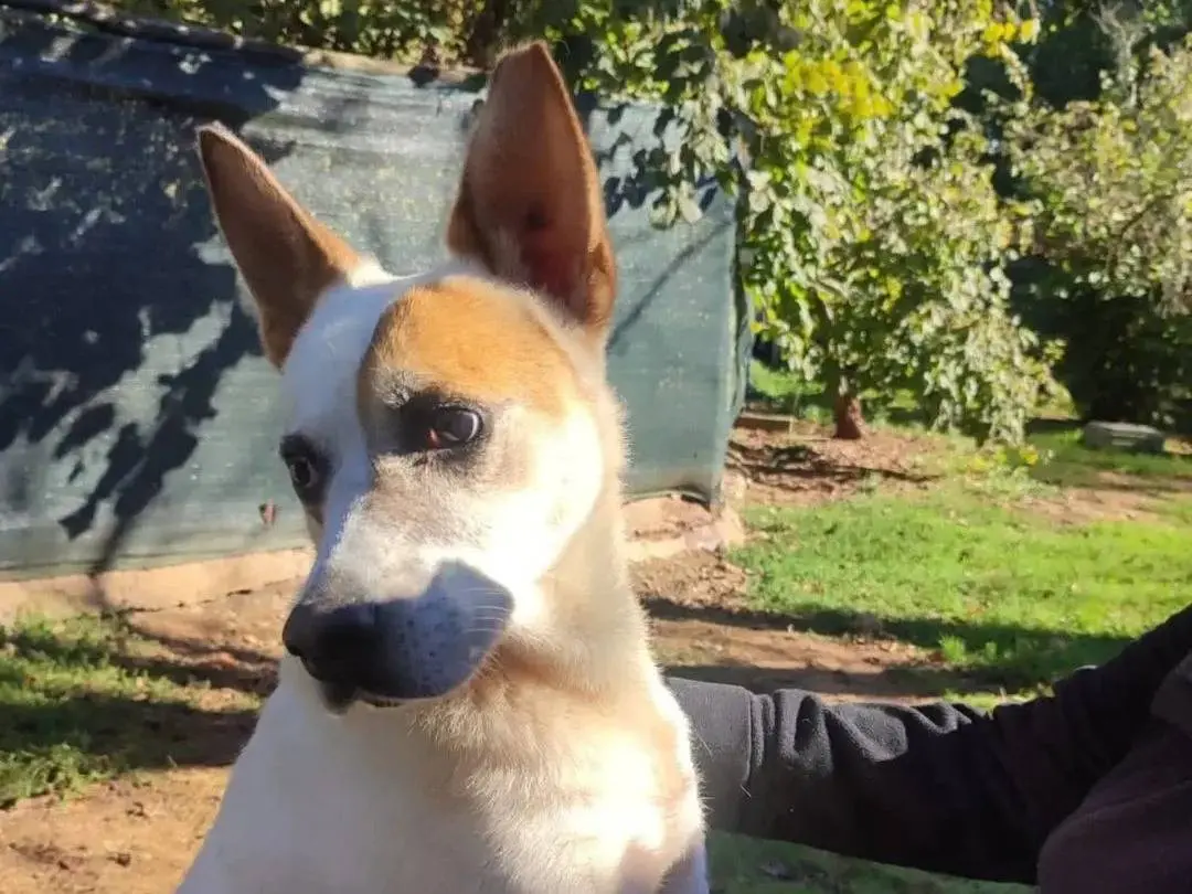 Adotta un cane, maschio, 7 anni e 4 mesi, Viterbo