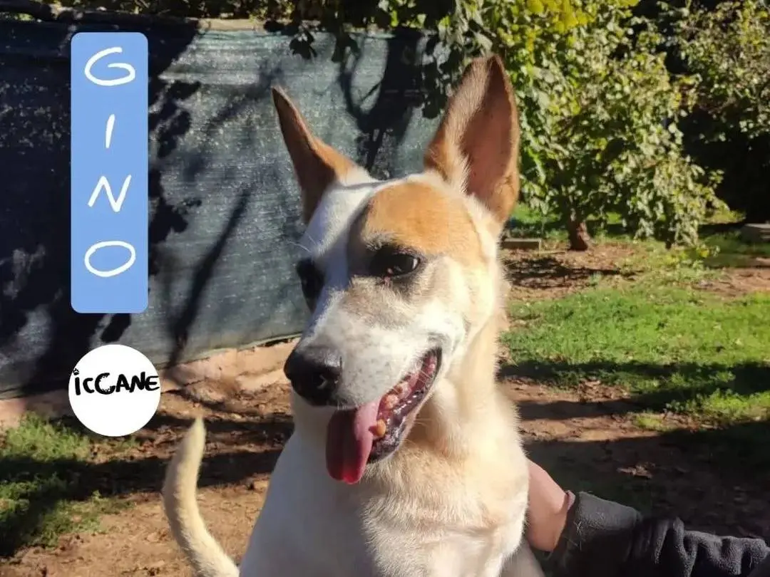 Adozione cane, maschio, Razza sconosciuta Razza sconosciuta, 7 anni e 4 mesi, taglia media, Viterbo