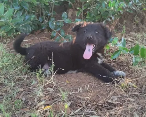 Adotta un cane, maschio, 4 anni e 8 mesi, Cosenza