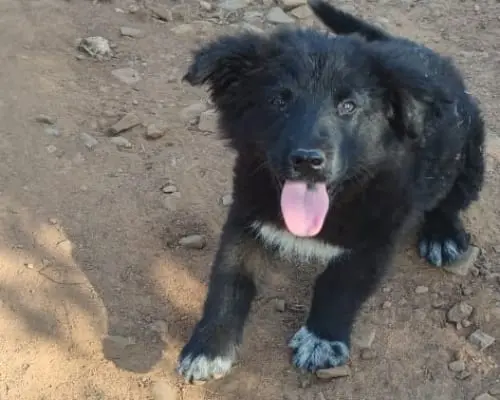 Adozione cane, maschio, Akita Razza sconosciuta, 4 anni e 8 mesi, taglia piccola, Cosenza