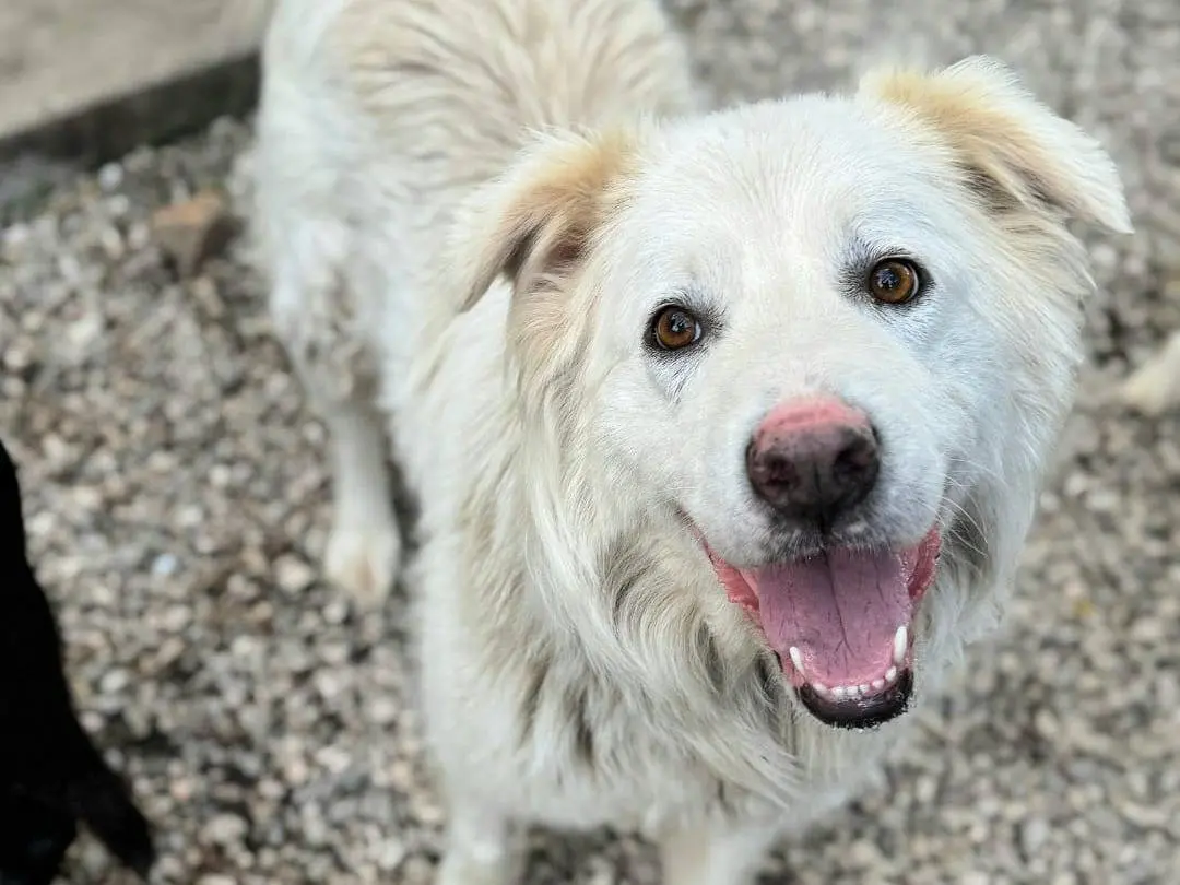 Vuoi adottare un cane a Teramo?