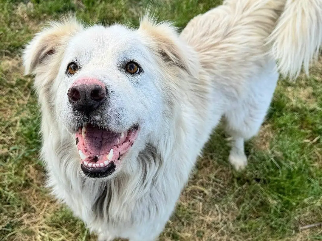 Adotta un cane, taglia grande, femmina, Teramo