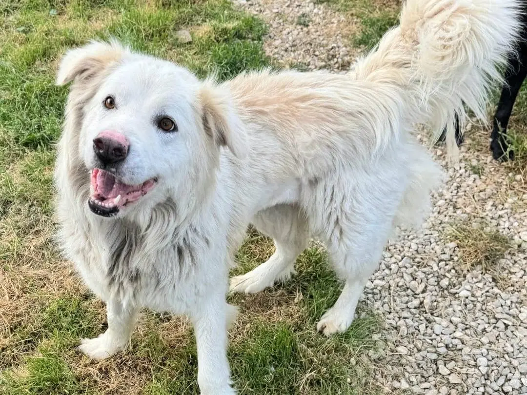 Adotta un cane, femmina, 2 anni e 5 mesi, Teramo