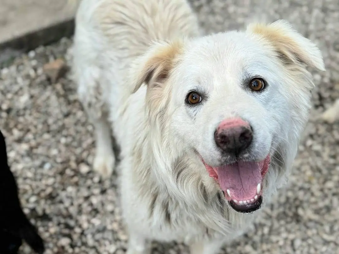 Adozione cane, femmina, Razza sconosciuta Razza sconosciuta, 2 anni e 5 mesi, taglia grande, Teramo