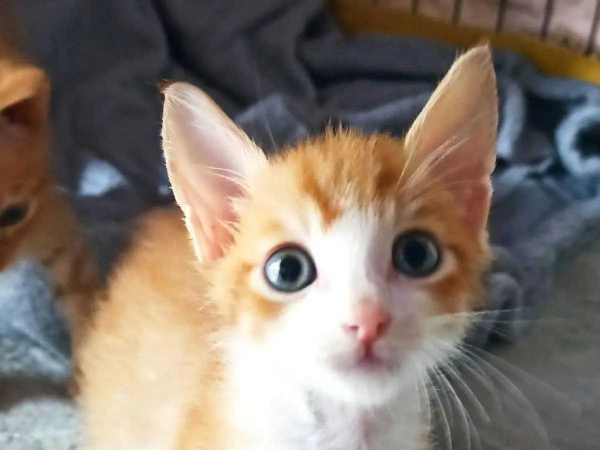Adotta un gatto, maschio, 2 mesi, Catanzaro