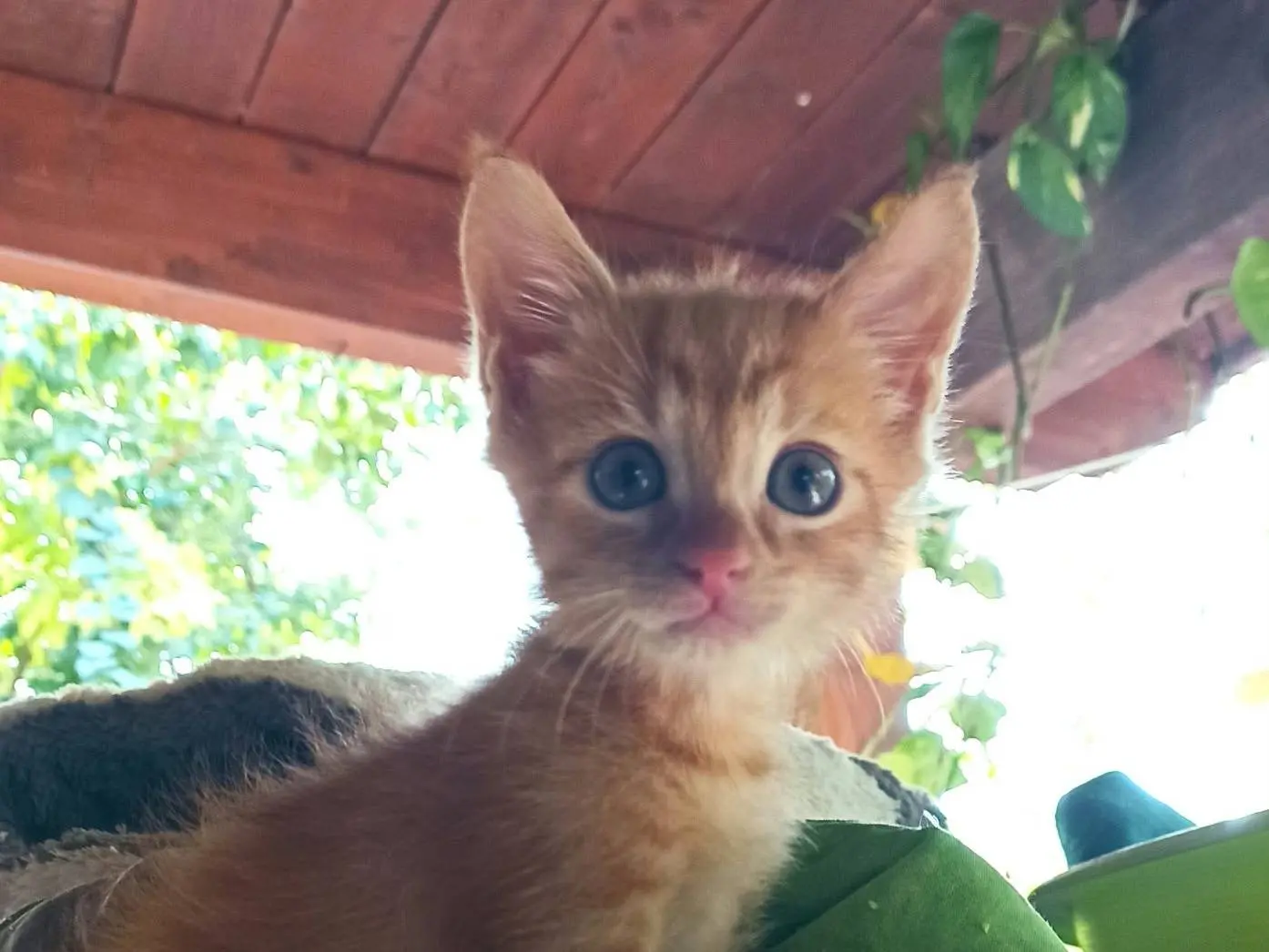 Vuoi adottare un gatto a Catanzaro?