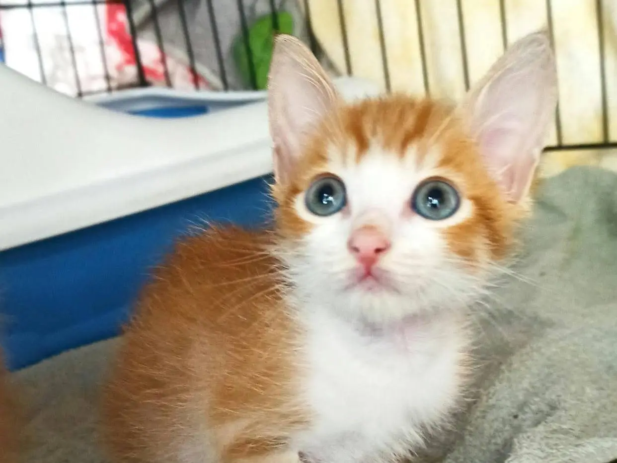 Adotta un gatto, taglia non valida, maschio, Catanzaro
