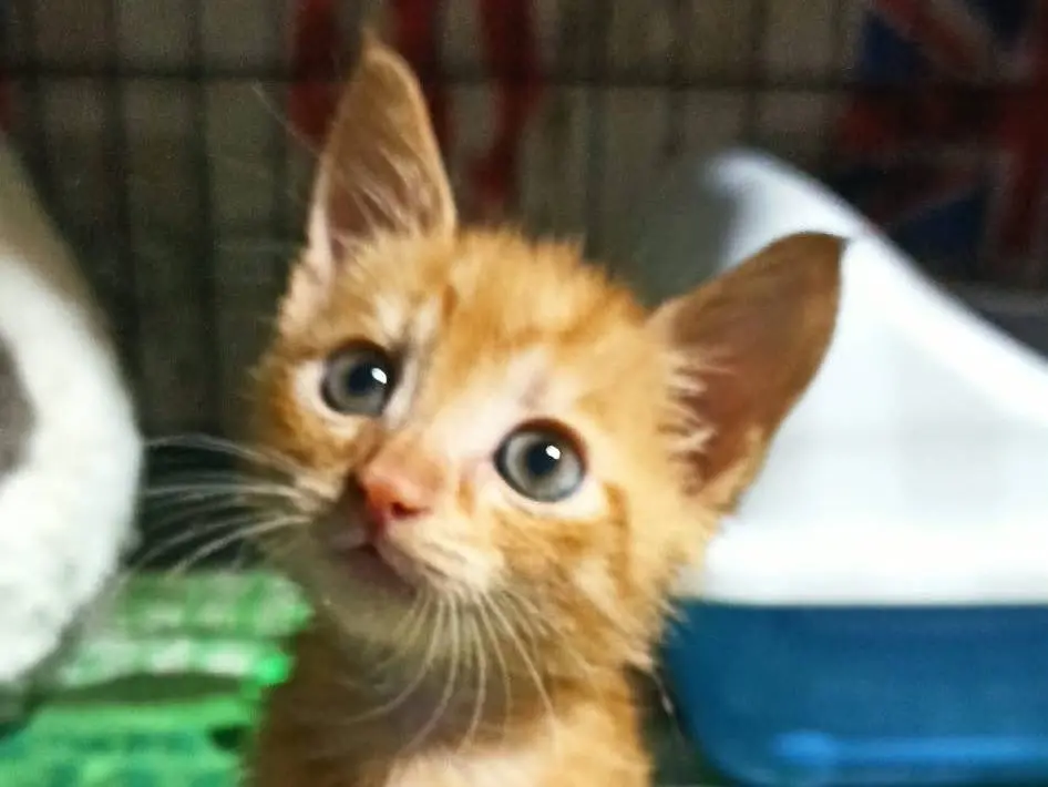 Adotta il gatto Kaan e Veyan a Catanzaro