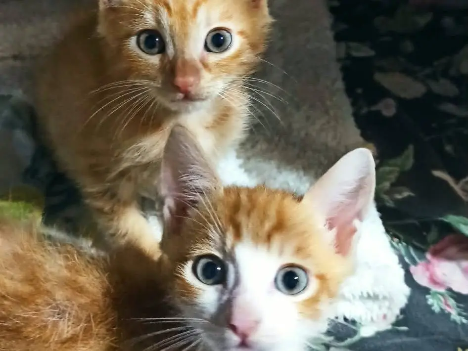 Adozione gatto, maschio, Razza sconosciuta Razza sconosciuta, 2 mesi, taglia non valida, Catanzaro
