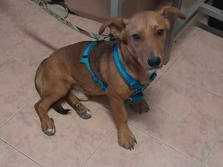 Adotta un cane, maschio, 2 anni e 7 mesi, Catania