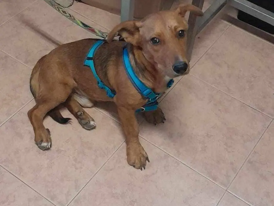 Adozione cane, maschio, Razza sconosciuta Razza sconosciuta, 2 anni e 7 mesi, taglia media contenuta, Catania