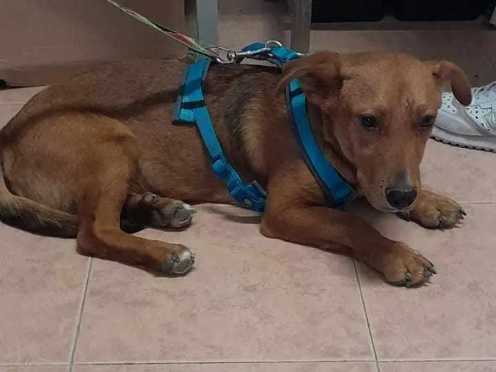 Adotta un cane, taglia media contenuta, maschio, Catania