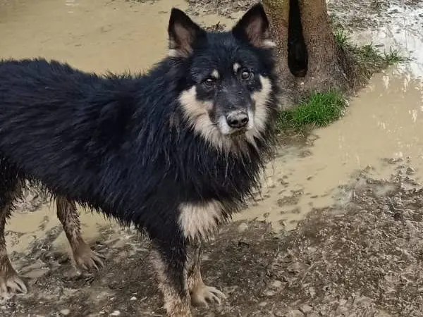 Adozione cane, maschio, Pastore Belga Groenendael Razza sconosciuta, 6 anni e 1 mese, taglia media, Pisa