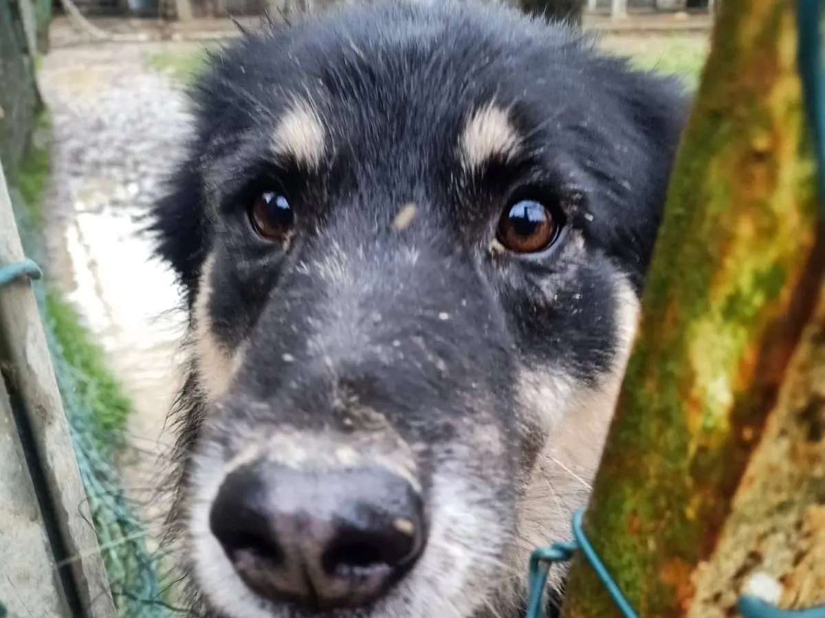 Adotta un cane, taglia media, maschio, Pisa