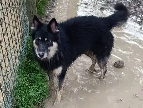 Adotta un cane, maschio, 6 anni e 1 mese, Pisa