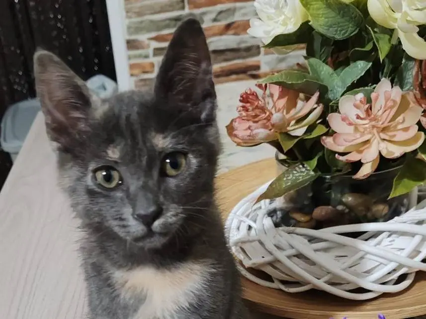 Adotta un gatto, femmina, 7 mesi, Catanzaro
