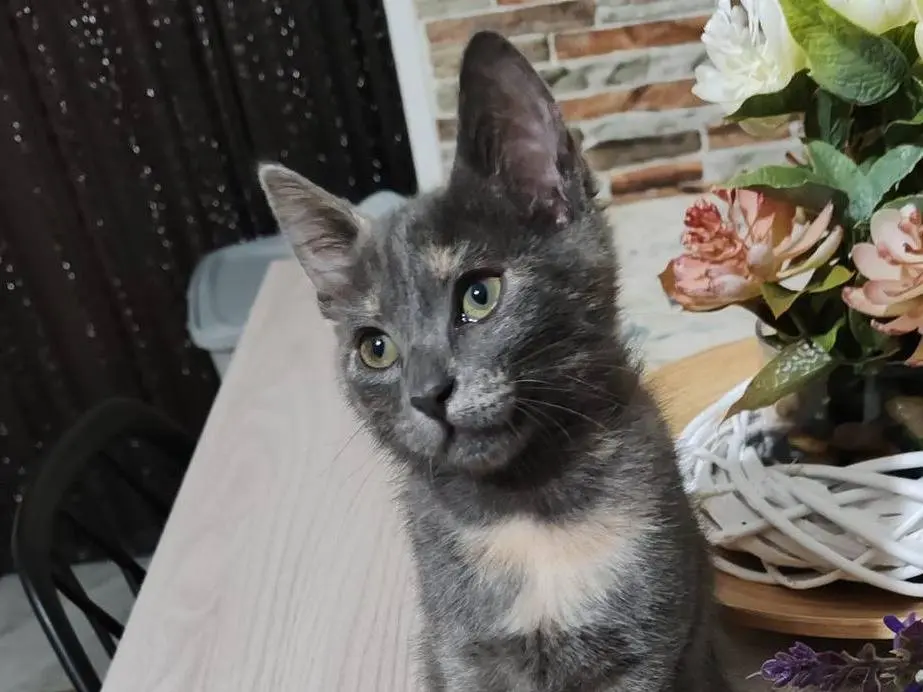 Adozione gatto, femmina, Razza sconosciuta Razza sconosciuta, 7 mesi, taglia non valida, Catanzaro