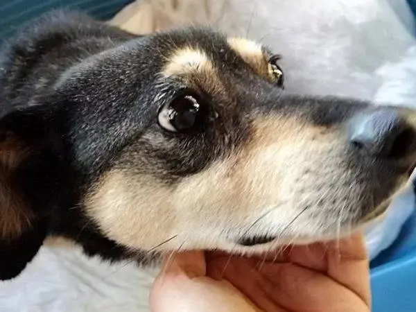 Adozione cane, maschio, meticcio, 16 anni e 4 mesi, taglia piccola, Roma