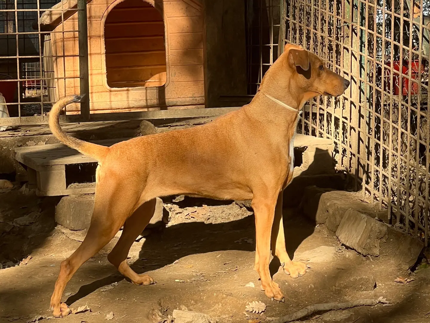 Adotta un cane, femmina, 6 anni e 10 mesi, Roma